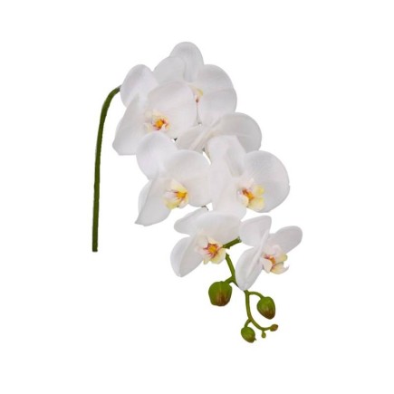 Witte Zijde Orchidee – Elegant & Onderhoudsvrij