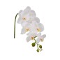 Witte Zijde Orchidee