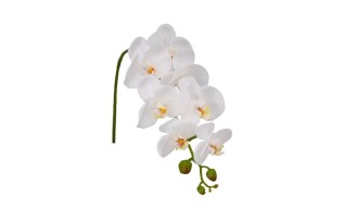 Witte Zijde Orchidee – Elegant & Onderhoudsvrij