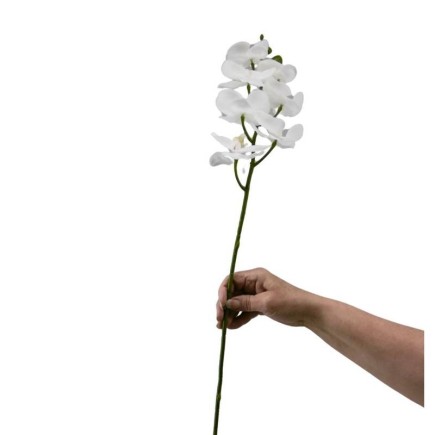 Witte Zijde Orchidee