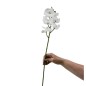Witte Zijde Orchidee
